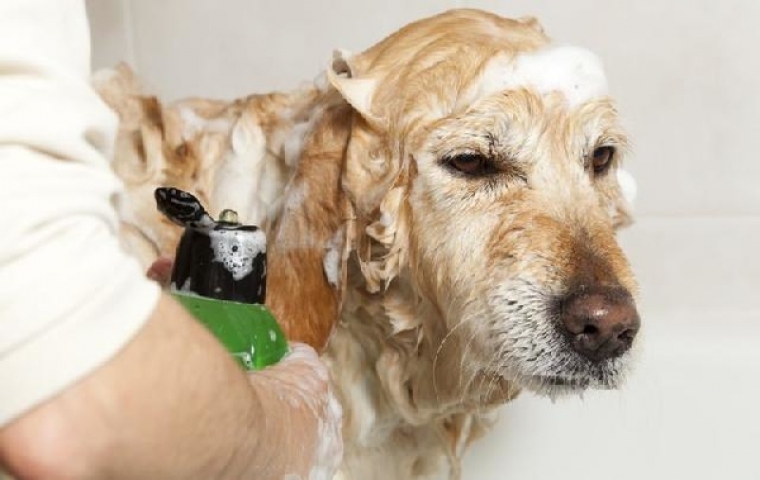 7 dicas para banhos em cachorros